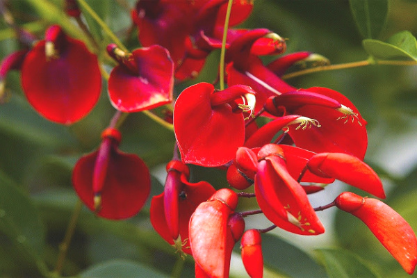 Red amazonian flower brazil