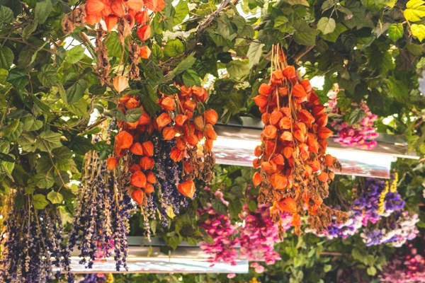 Colorful flowers at Bloemenmarkt in Netherlands