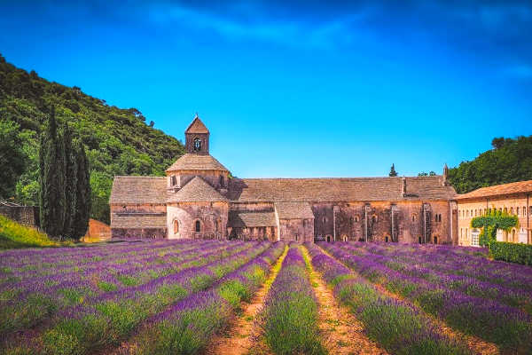Vineyard and lavender fields in France chateaux tour