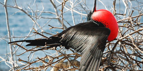 Eco friendly bird watching in Galapagos with Ecoventura