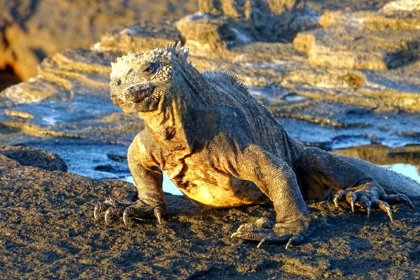 Galapagos wildlife marine lizard in Ecuador