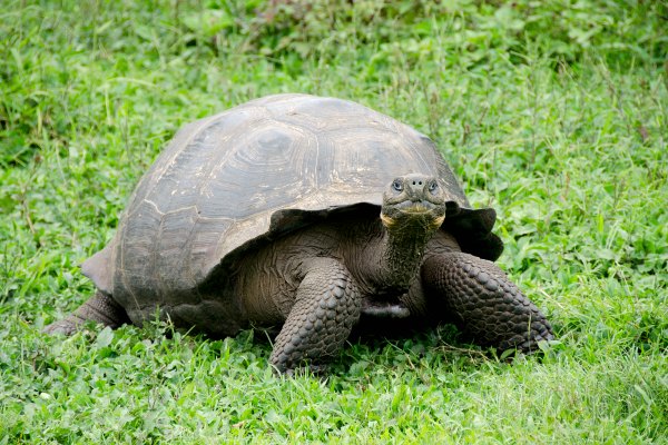 Learning about giant tortoise on the Galapagos Islands