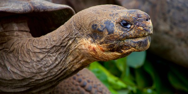 Galapagos tortoise photography tour National Geographic