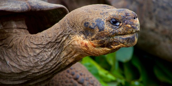 Galapágy turtoise photography tour National Geographic