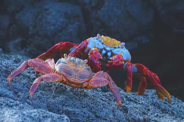 Crabs on lava rock in Galapagos Islands