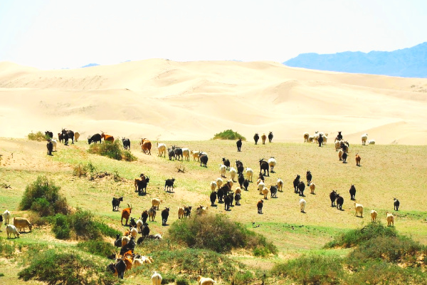 Gobi Desert in Mongolia