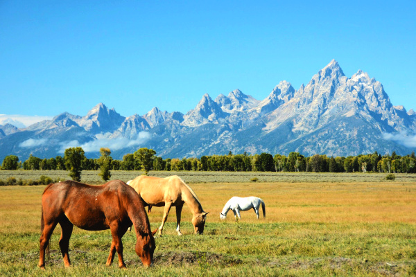Horses grazing on sunny day in Wyoming