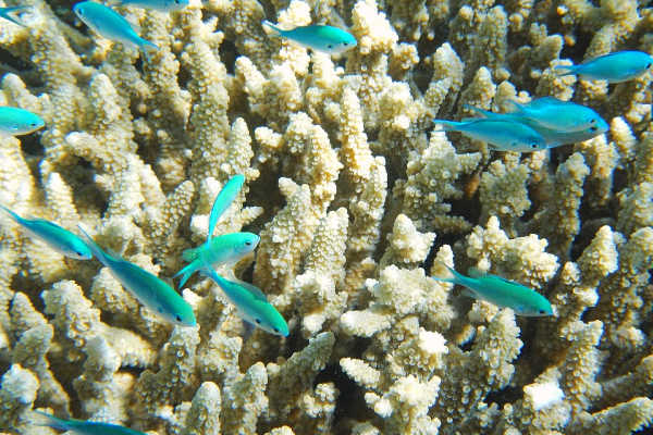 Snorkeling in Great Barrier Reef Australia