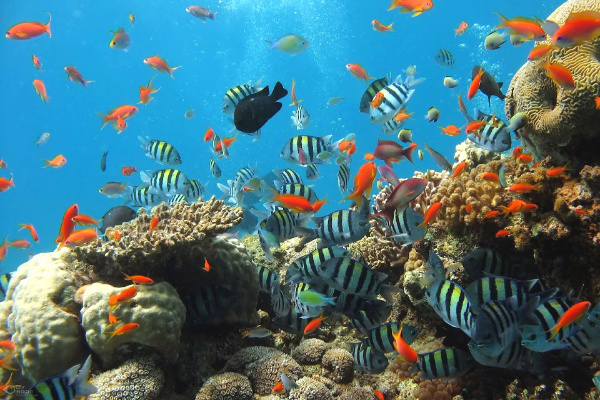 Great Barrier Reef in Australia