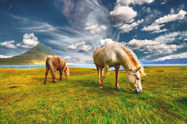 horses in iceland