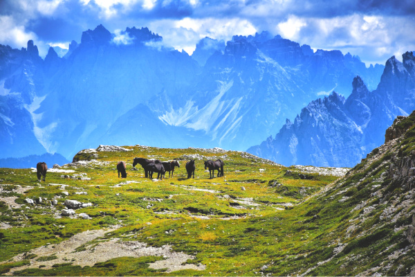 Group of horses in the Dolomites mountains