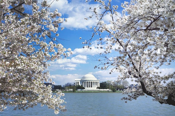 white cherry blossoms in full bloom in washington dc