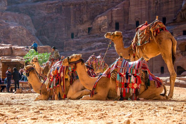 Camels in front of Petra, Jordan