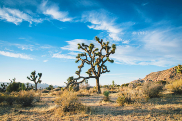 Joshua Tree National Park in California