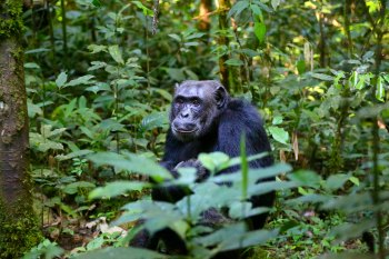 Chimpanzee in Uganda Jungle