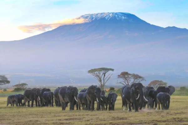 Herd of Elephants in front of Mt Kilimanjaro in Tanzania 