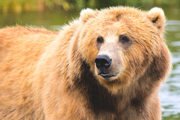 Brown bear in Alaska