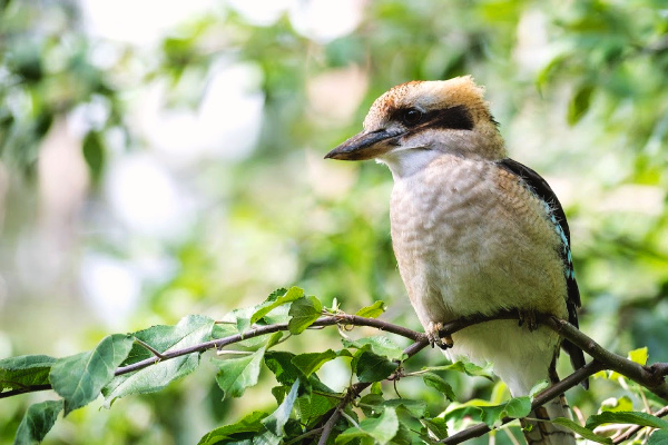 Kookabura in Australia