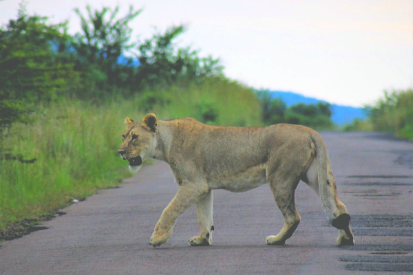 Lion crossing the road in Kruger National Park