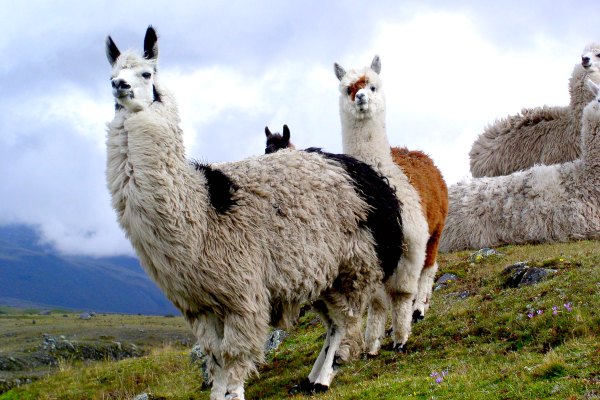 Llamas in Ecuador Cotopaxi