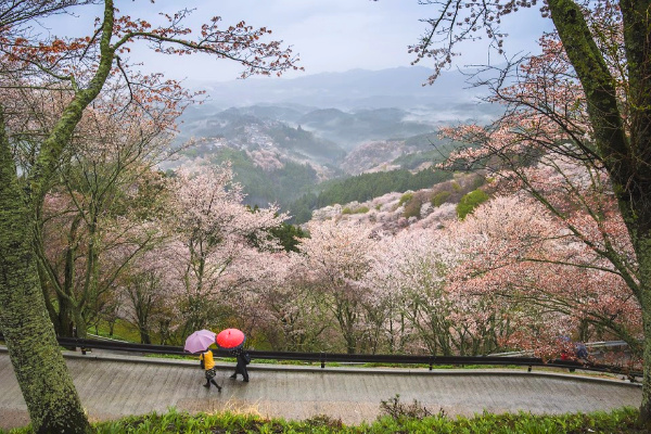 Colorful cherry blossoms over vista in Japan