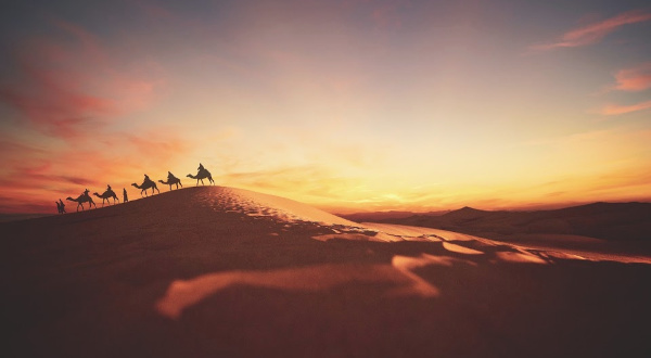 String of camels and sunset