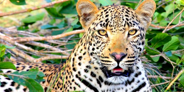 Leopard on safari in Africa