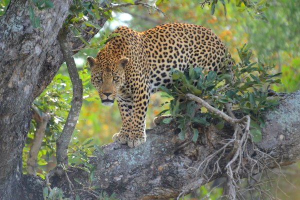 leopard Big Five in South Africa on volunteering tour