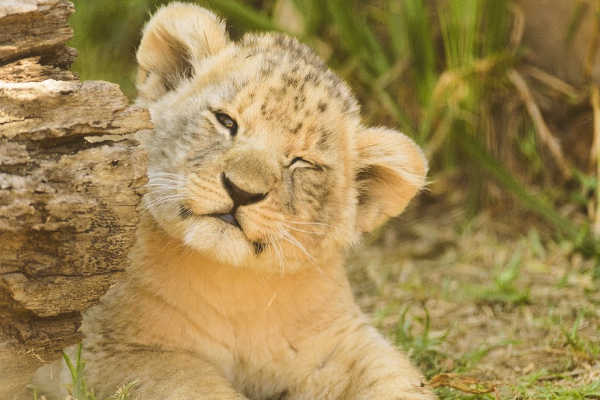 confused lion cub