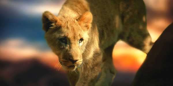 Africa travel, lion cub sighting