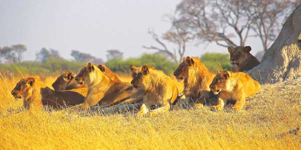 Group of female lions spotted on safari