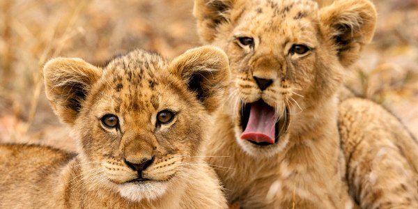Lion cubs yawning Kensington tours African safari