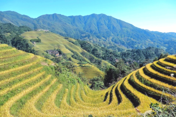 China rice paddies