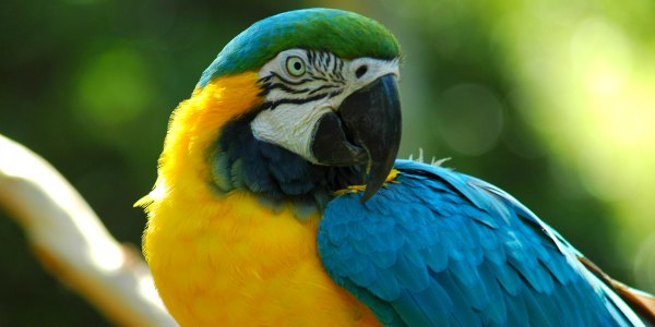 Macaw in rainforest
