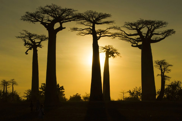 Avenue Baobabs in Madagascar