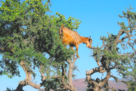 Goats in trees in Morocco