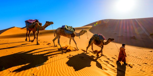 String of camels in Morocco with local guide