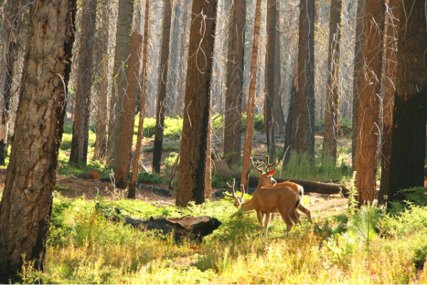 Mule Deer in Yosemite National Park