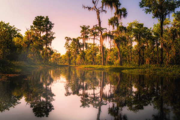 Bayou swamp in New Orleans