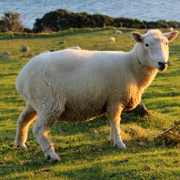 Sheep in New Zealand