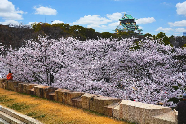 Japan castle with cherry blossoms
