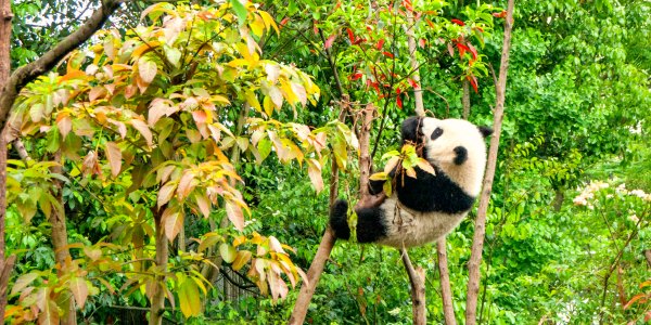 Panda observatory in China 