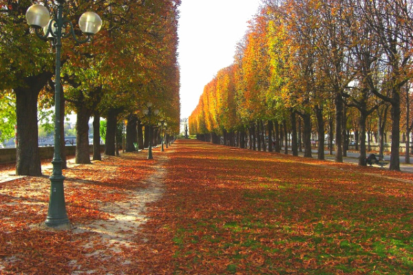 Autumn leaves on promenade in Paris