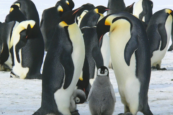 Penguins in antarctica