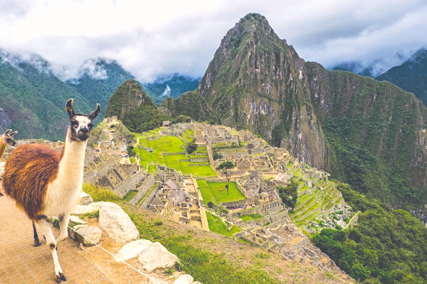 Llama at machu picchu peru