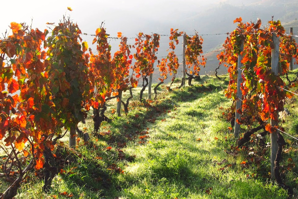 Wine in Portugal