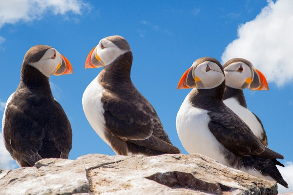 Puffins in iceland