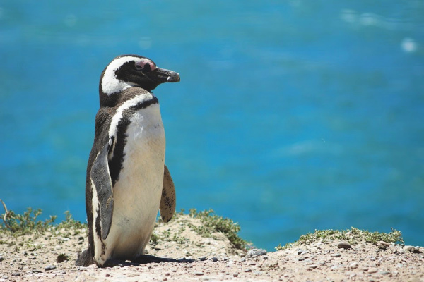 Punta Tombo penguins