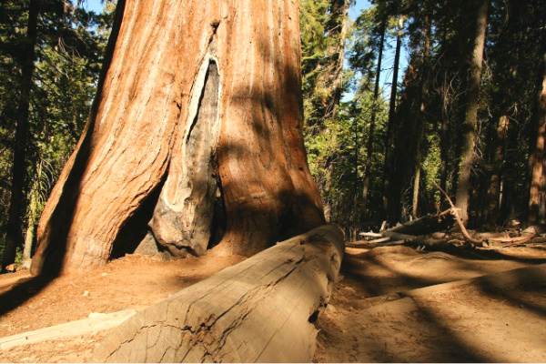 Redwood tree in California