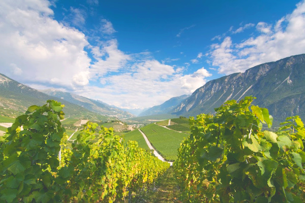 Overlooking vineyards in the rhone valley france